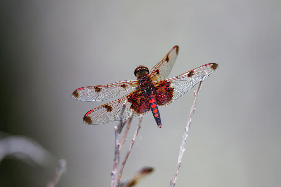 Red Saddlebag Dragonfly #9 Photograph by Brook Burling
