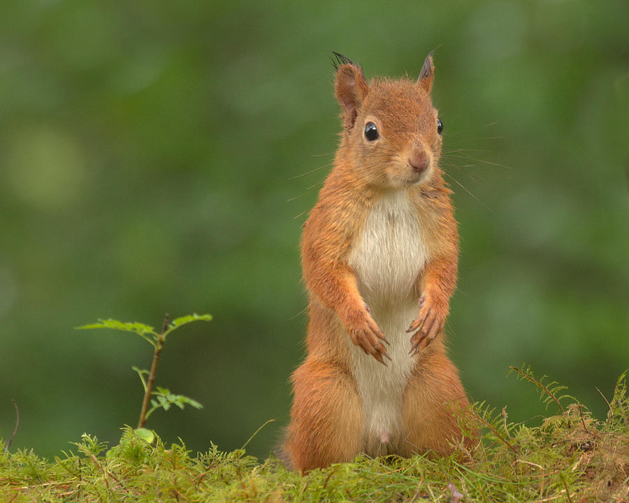 Red Squirrel #9 Photograph by Gavin MacRae