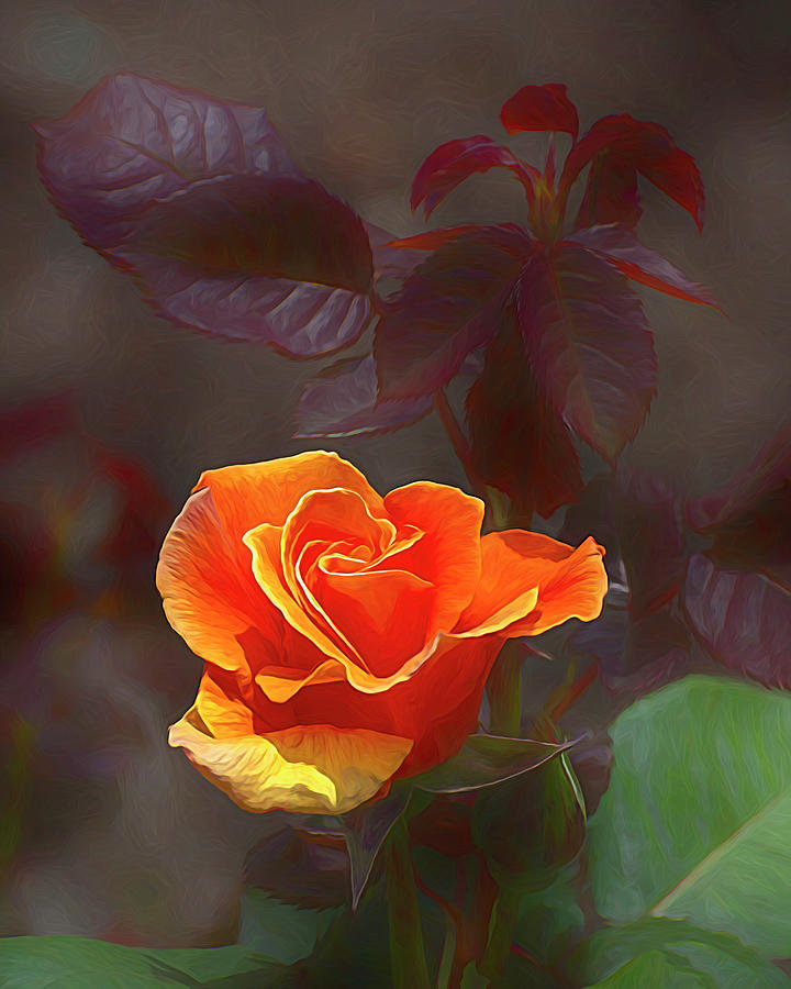 Rose Digital Art By Robert Carlsen Fine Art America