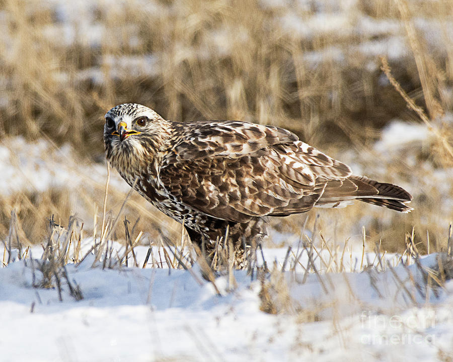 Rough-legged Hawk #9 Photograph by Dennis Hammer
