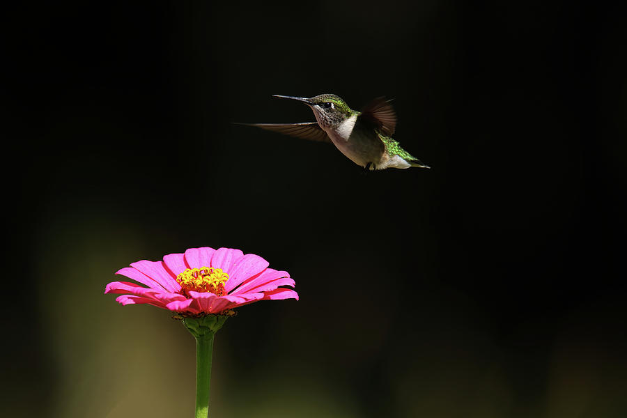 Ruby Throated Hummingbird #9 Photograph by Brook Burling