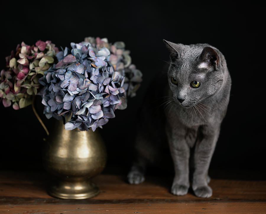 Russian Blue Cat #9 Photograph by Nailia Schwarz