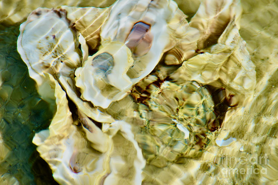 Seashells Sea Pools Splendor Refraction Photograph by Debra Banks