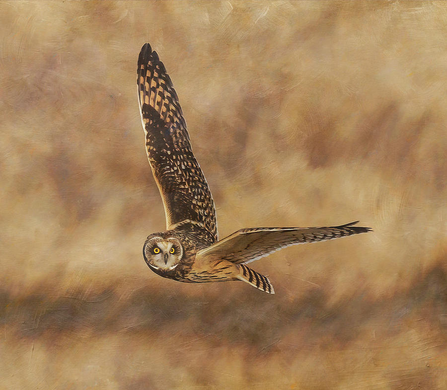 Short Eared Owl #9 Photograph by Angie Vogel