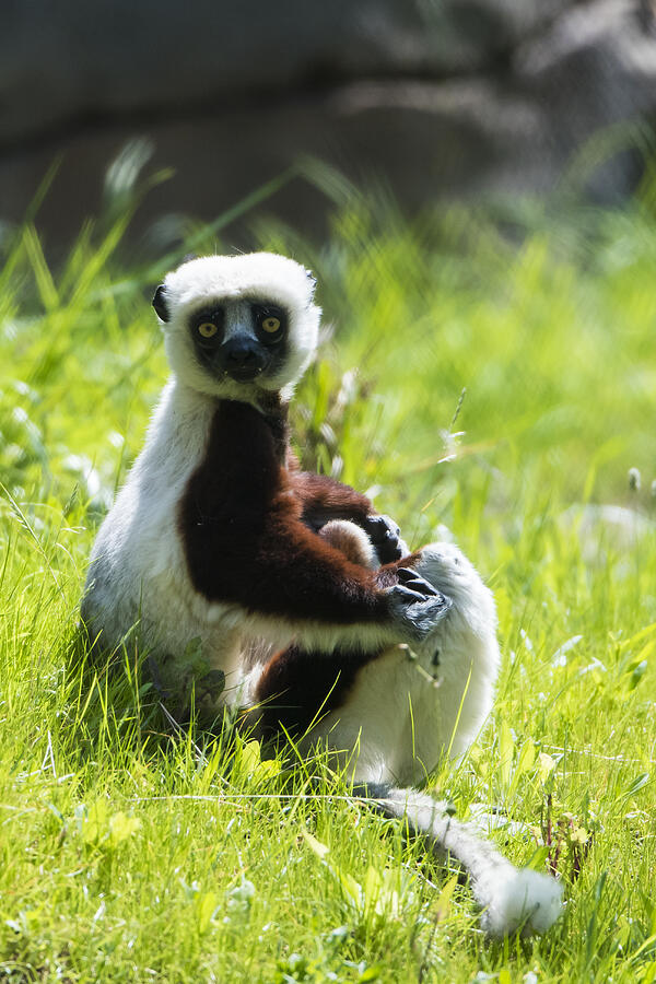 Sifaka #9 Photograph by Mark Newman Sifaka #9 Photograph by Mark Newman