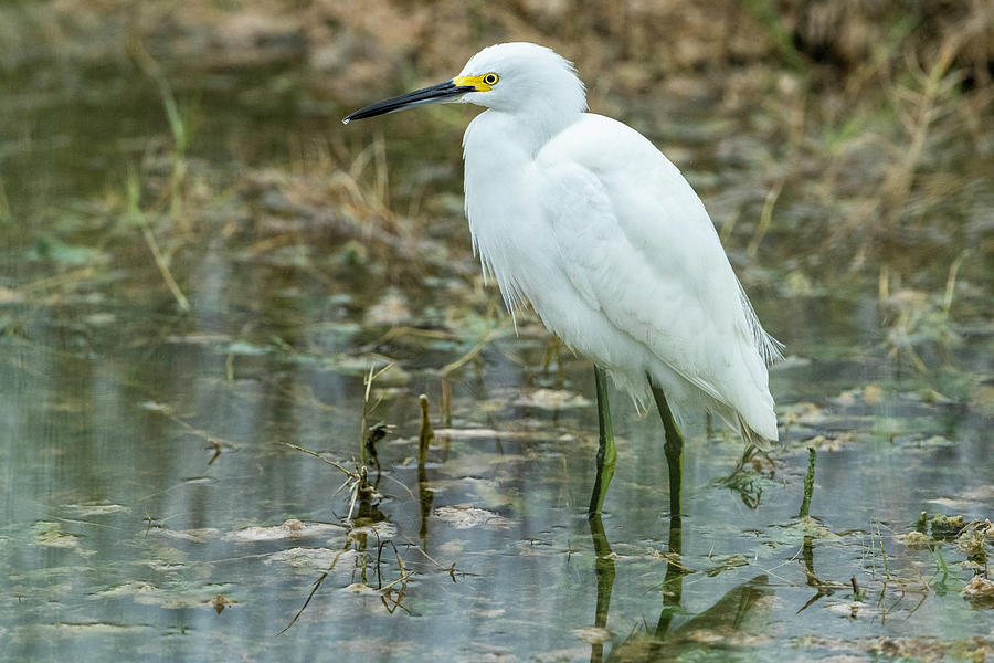 Snowy Egret #9 Photograph by Fran Gallogly