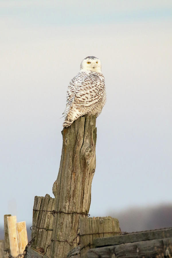 Snowy Owl #9 Photograph by Brook Burling