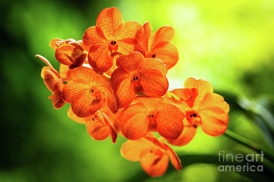 Spotted Tangerine Orchid Flowers #9 Photograph by Raul Rodriguez