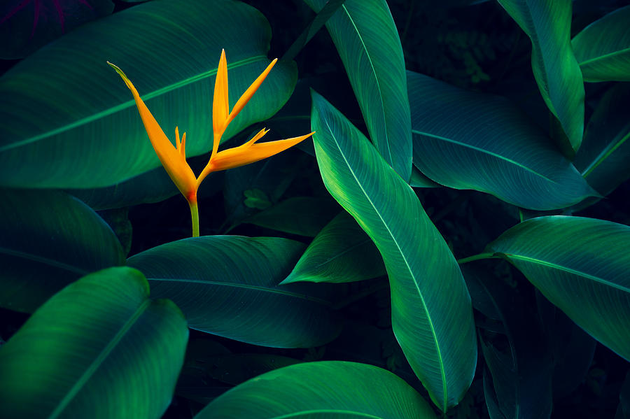 Tropical Leaves Colorful Flower On Dark Tropical Foliage Nature Background Dark Green Foliage Nature #9 Photograph by sarayut Thaneerat