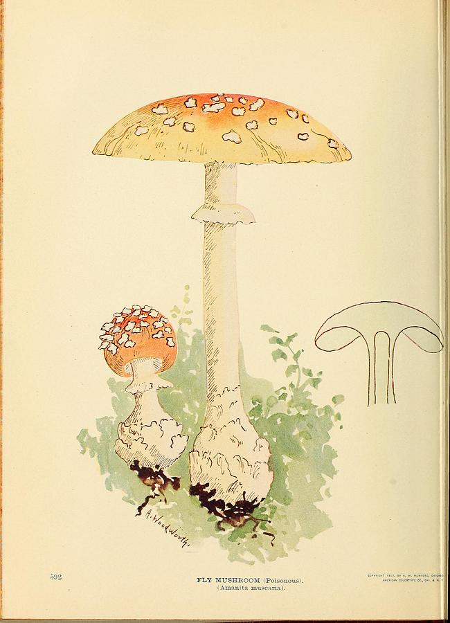 Vintage, Poisonous and Fly Mushroom Illustrations #9 Mixed Media by World Art Collective