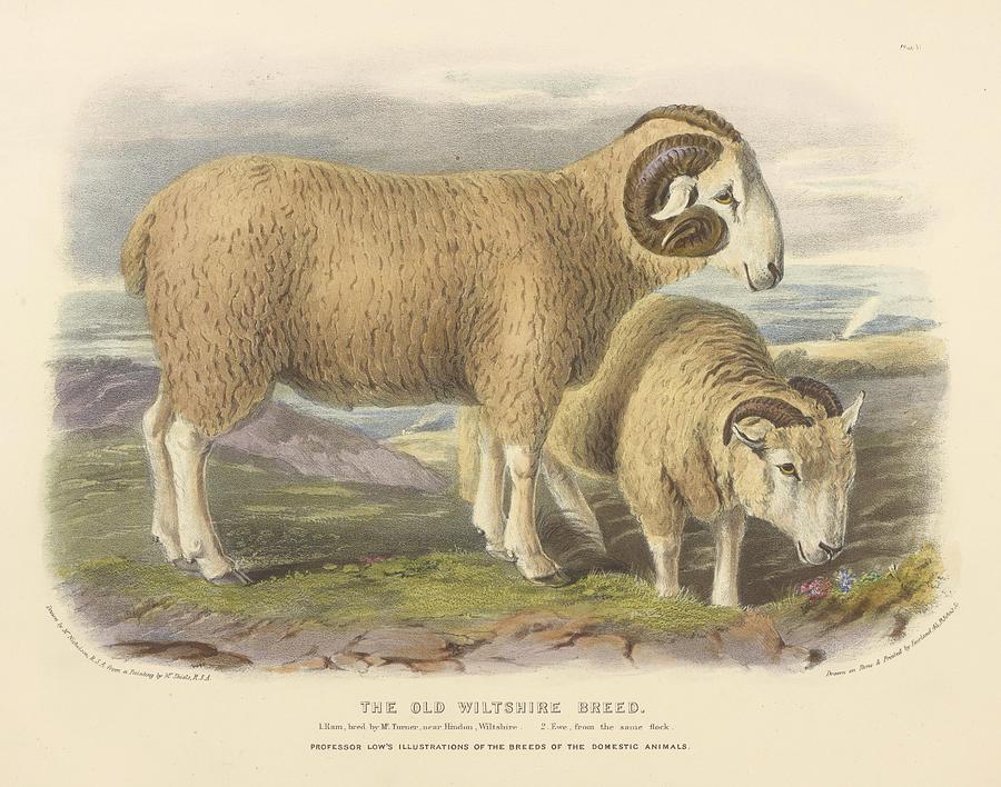 Vintage Sheep illustration Mixed Media by Beautiful Nature Prints ...