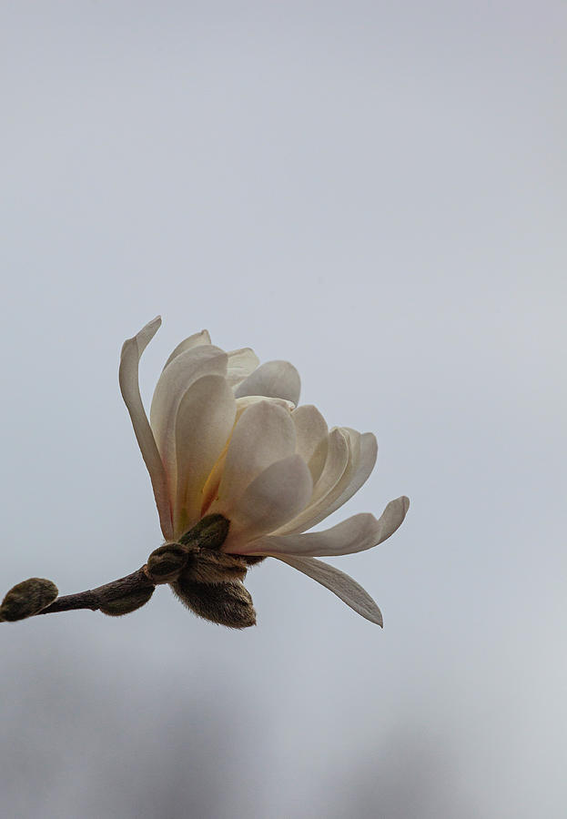 White Magnolia #9 Photograph by Robert Ullmann