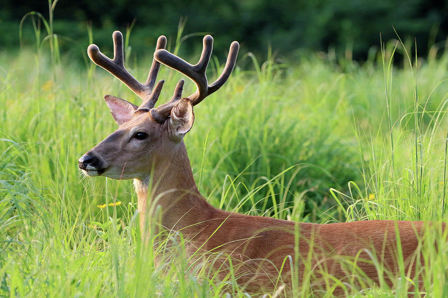 White-tailed Deer Stony Brook New York #9 Photograph by Bob Savage