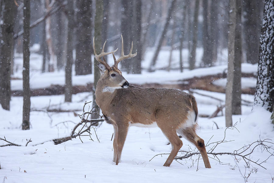 Whitetail Buck #9 Photograph by Brook Burling
