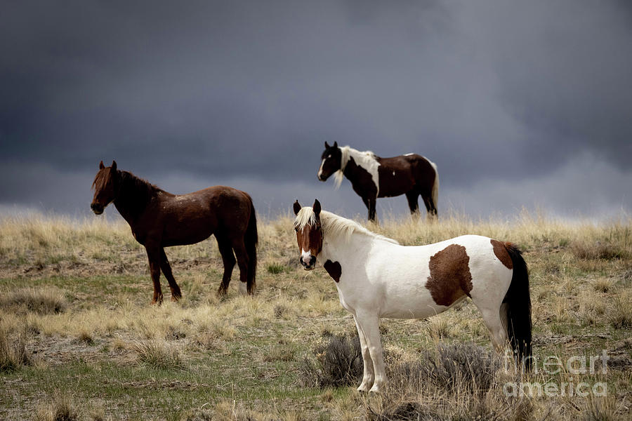 Wild Horses #9 Photograph by Julie Argyle
