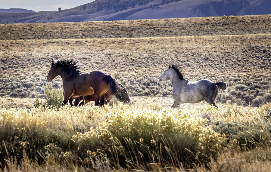 Wild Horses #9 Photograph by Laura Terriere