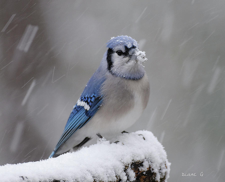 Winter Blue Jay #9 Photograph by Diane Giurco