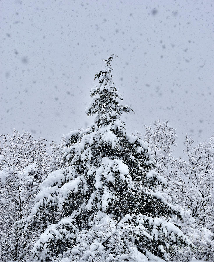 Vermont Snow Christmas Tree Photograph by Debra Banks