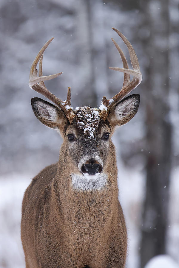 Winter Whitetail #9 Photograph by Brook Burling