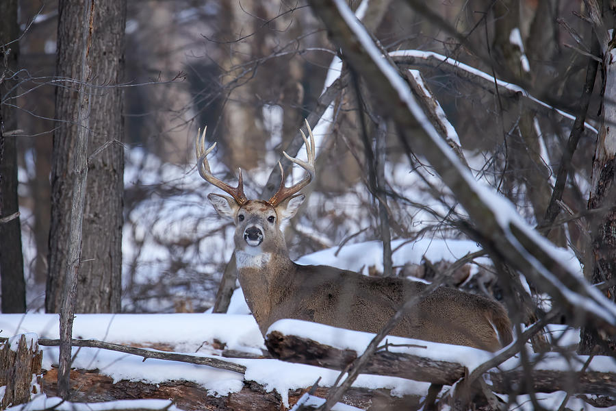Winter Whitetail Buck #9 Photograph by Brook Burling