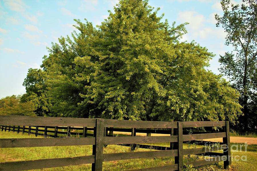 9008-Country Fence and Tree  Photograph by Sheryl L Sutter