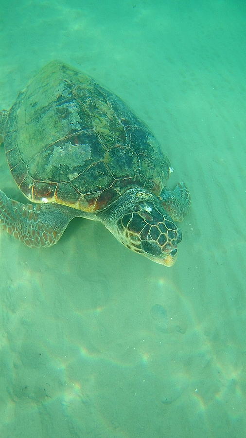 Sea Turtle Caretta - Caretta Zakynthos Island Greece Photograph by ...