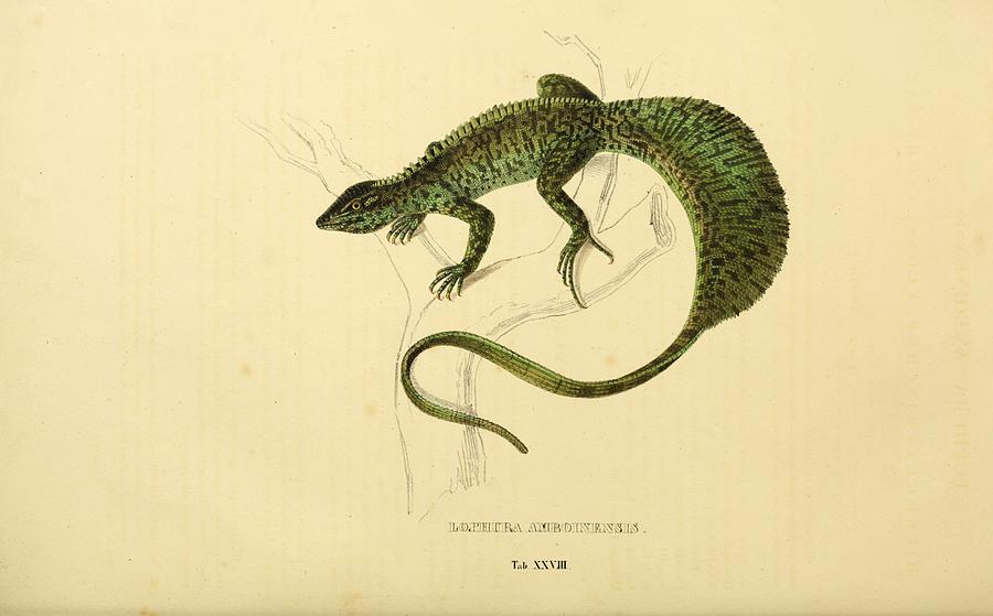 Beautiful Vintage Reptile Mixed Media by Beautiful Nature Prints - Fine ...