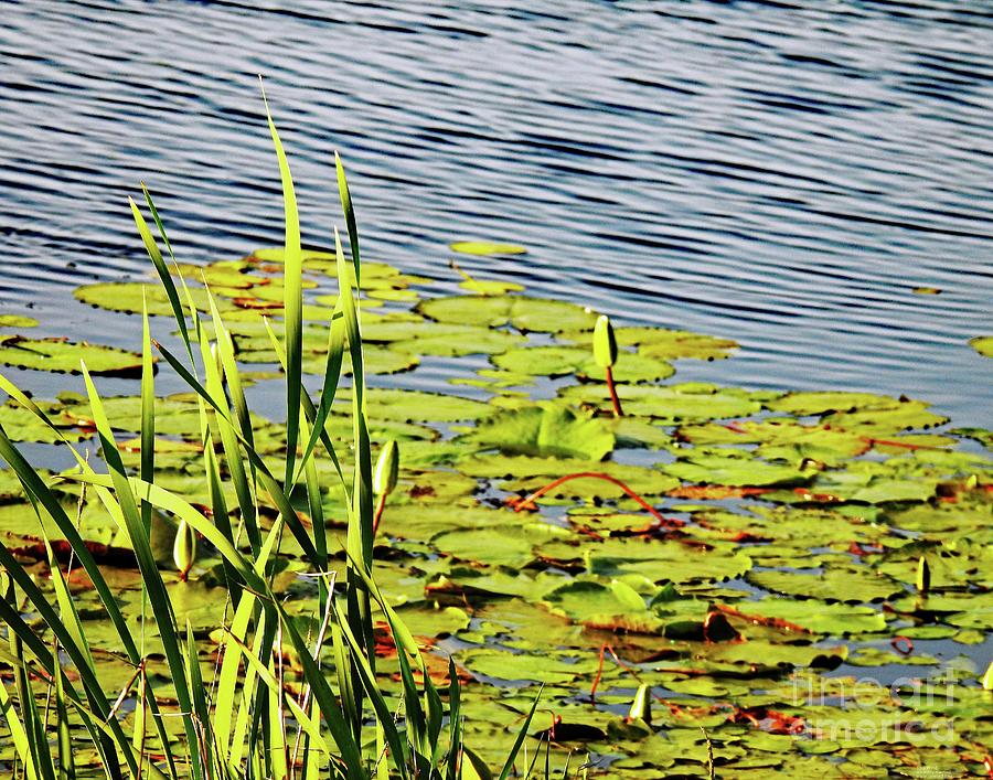 92 marsh, lily pads, Lacassine NWR, pond Photograph by Lizi Beard-Ward