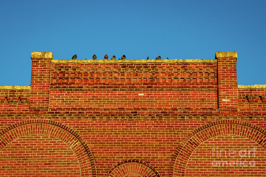 9254_Pigeons in the sun Photograph by Mark Triplett
