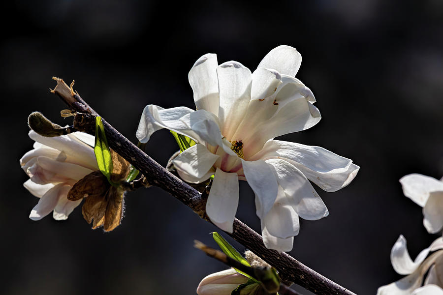 Magnolia Blossom #93 Photograph by Robert Ullmann