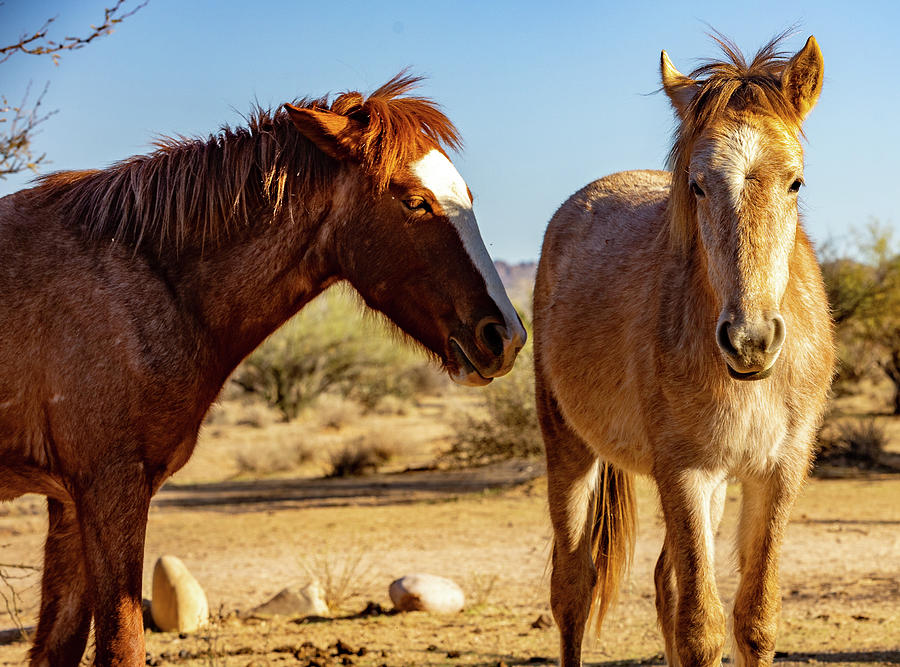 Salt River Arizona Wild Horses Photograph By Al Ungar - Fine Art America