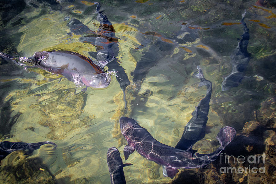 9510_Rainbow Trout Abstract Photograph by Mark Triplett