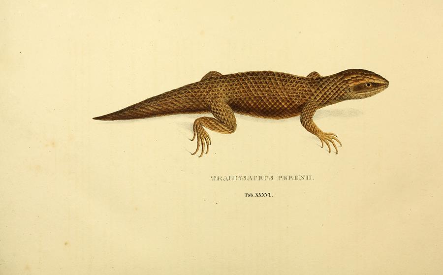 Beautiful Vintage Reptile Mixed Media by Beautiful Nature Prints - Pixels