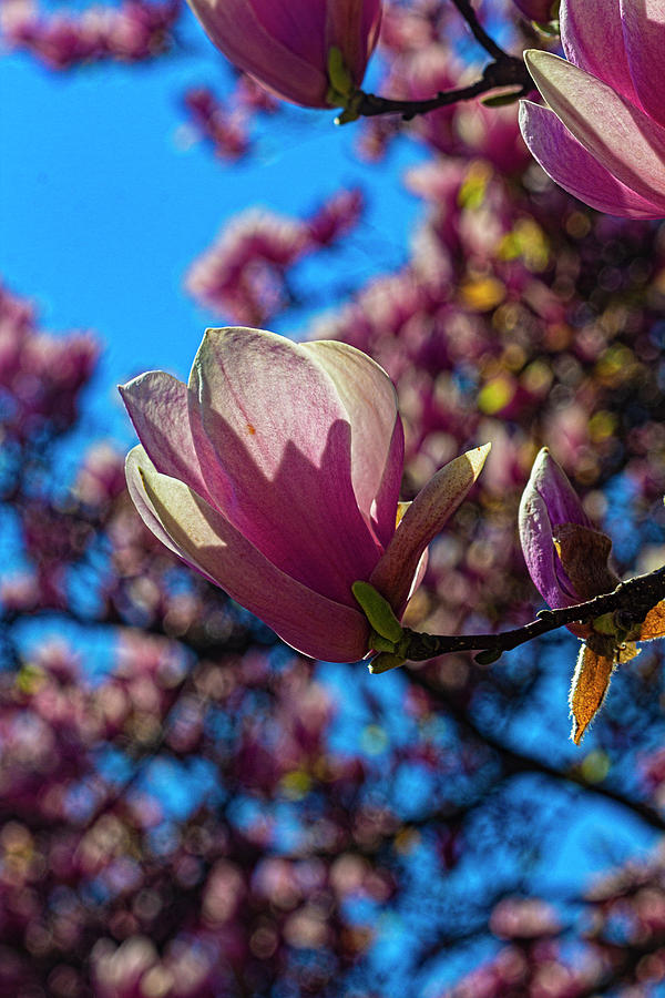 Magnolia Blossom #96 Photograph by Robert Ullmann