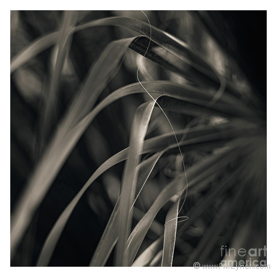 97 / Palm Frond Fiber Photograph