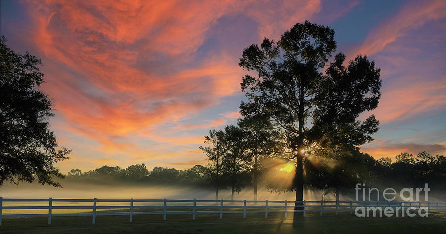 Morning Fog and Sunrise Color Photograph by Dale Powell