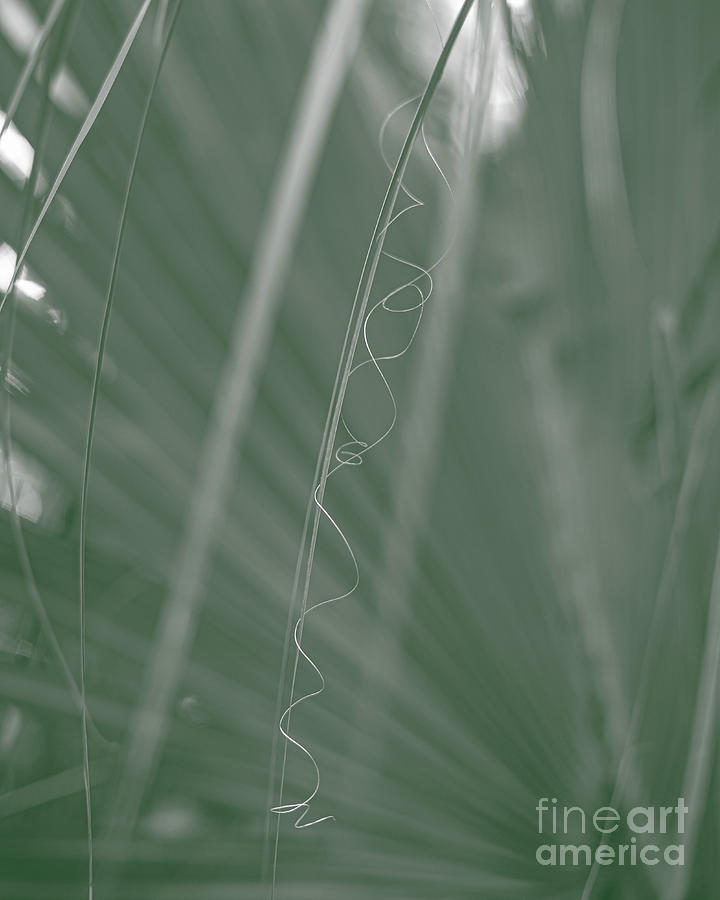 99 G/ Palm Frond Fiber Photograph