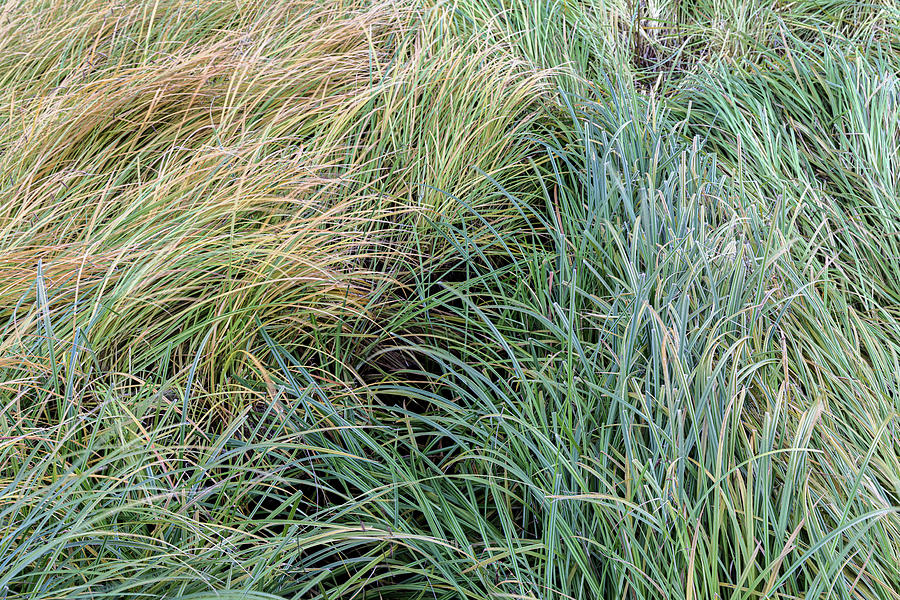 9g0A1010  Grasses Photograph by Stephen Parker