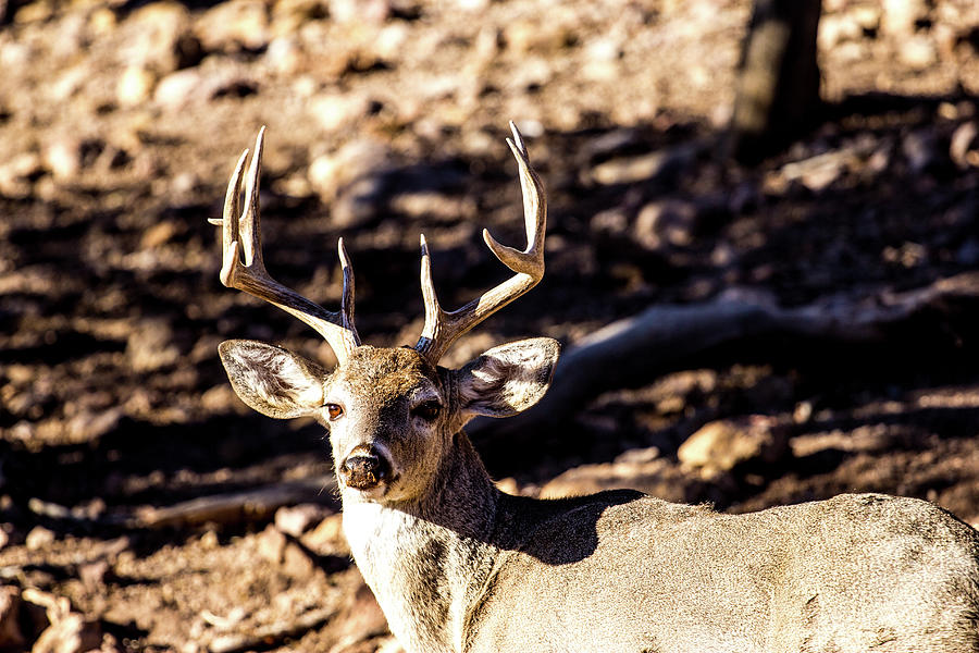 9pt - Whitetail Deer Buck Photograph by Renny Spencer