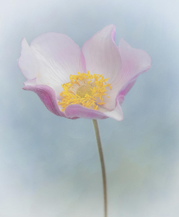 A Anemone / Windflower  Photograph by Sylvia Goldkranz