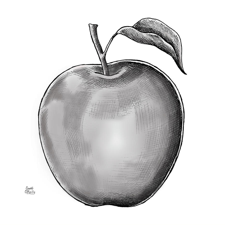 Nature Drawing - A Apple Drawing Sketch by Sandi OReilly