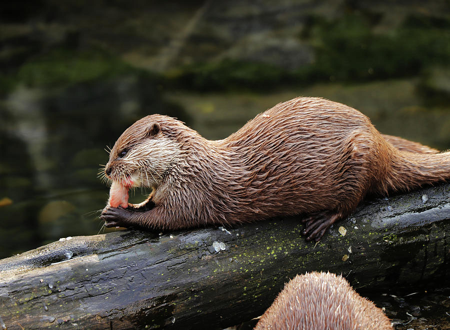 A asian small clawed otter lying on big tree trunk and eating small piece of meal or some small fish on dinner. After that she deserved some relaxing Photograph by Vaclav Sonnek