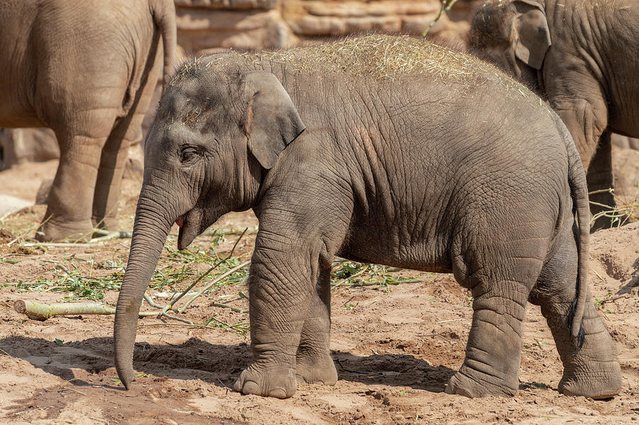 A baby elephant at the zoo. Photograph by Rob Thorley - Fine Art America