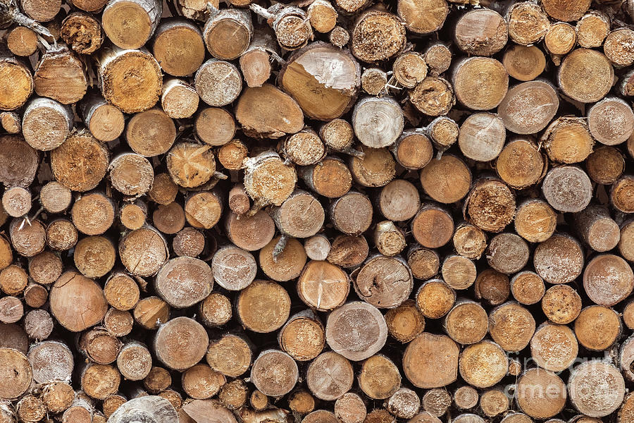 A background of cut wood. Cross sections of pine logs for fire wood or manufacturing. Photograph by Jane Rix