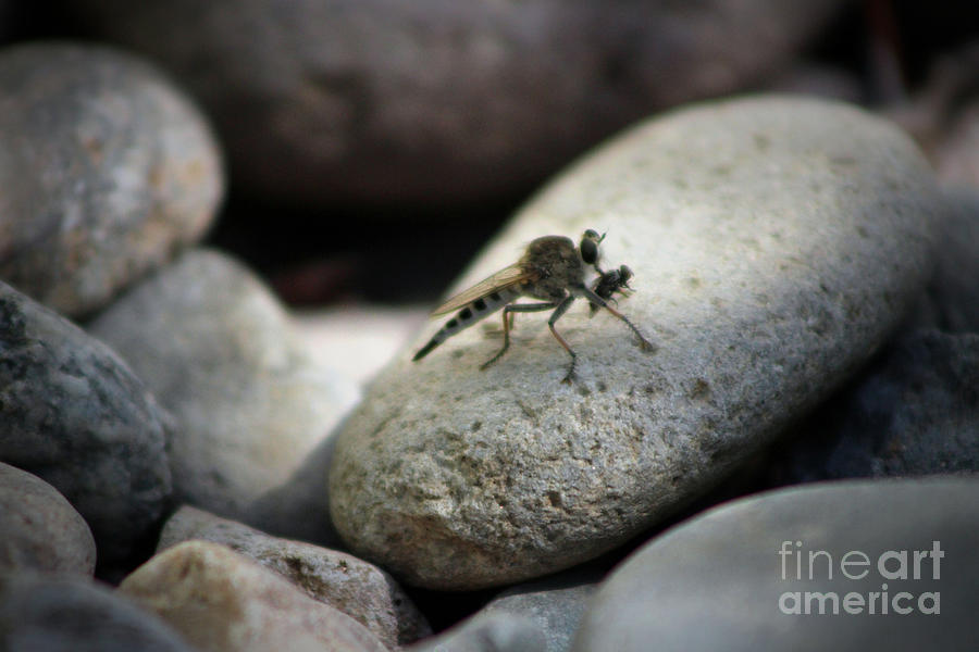 Nature Photograph - A Bad Day - Macro of Assassin Fly by Colleen Cornelius