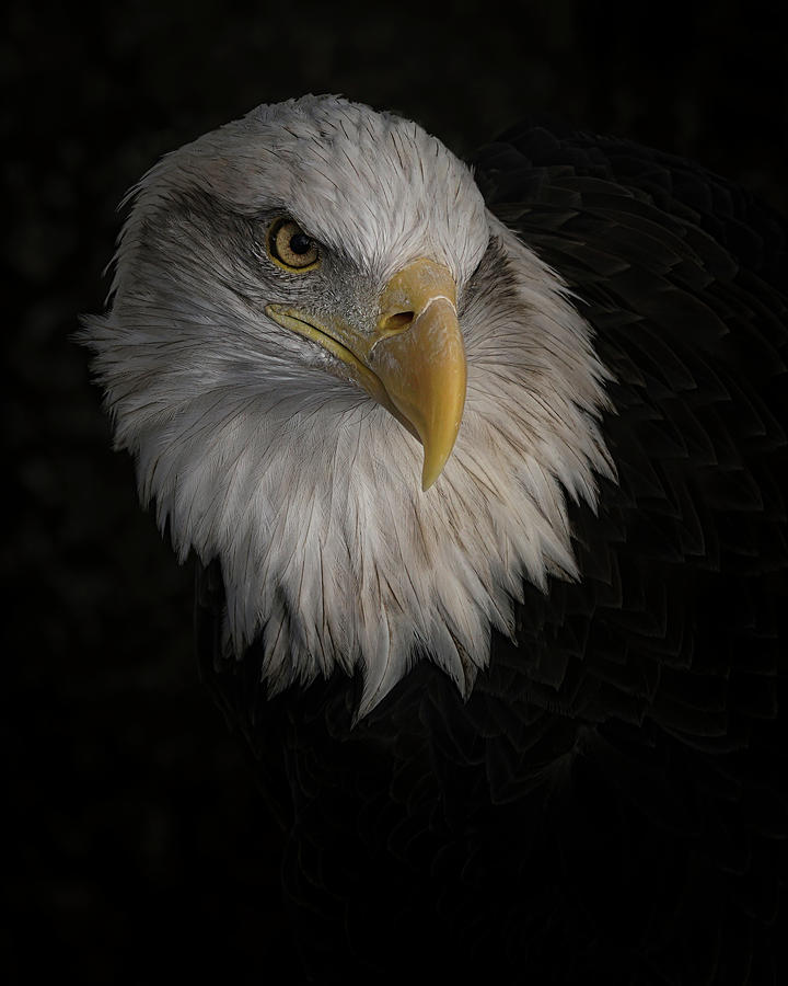 A Bald Eagle Photograph by Ernest Echols