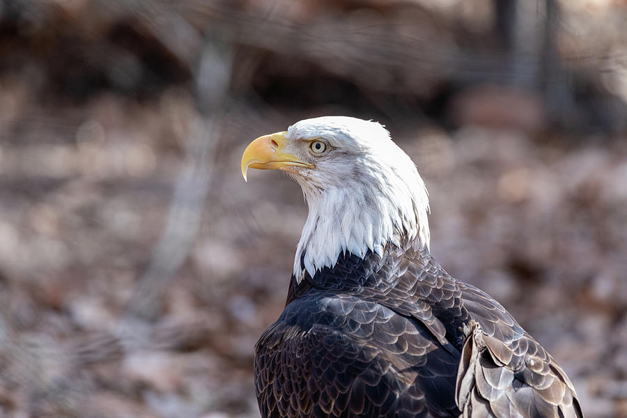 A Bald Eagle Photograph by Lara Morrison