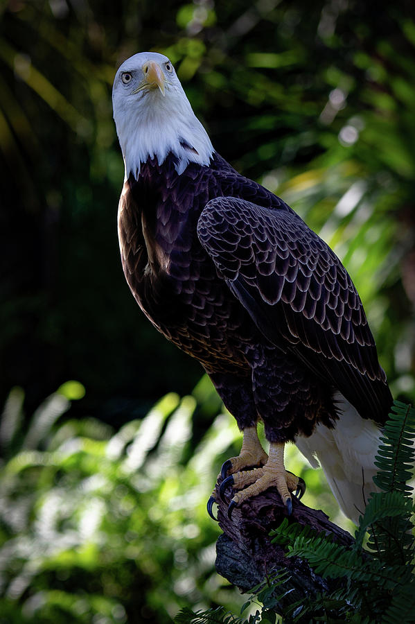A Bald Eagle, National US Symbol Photograph by Bonnie Colgan