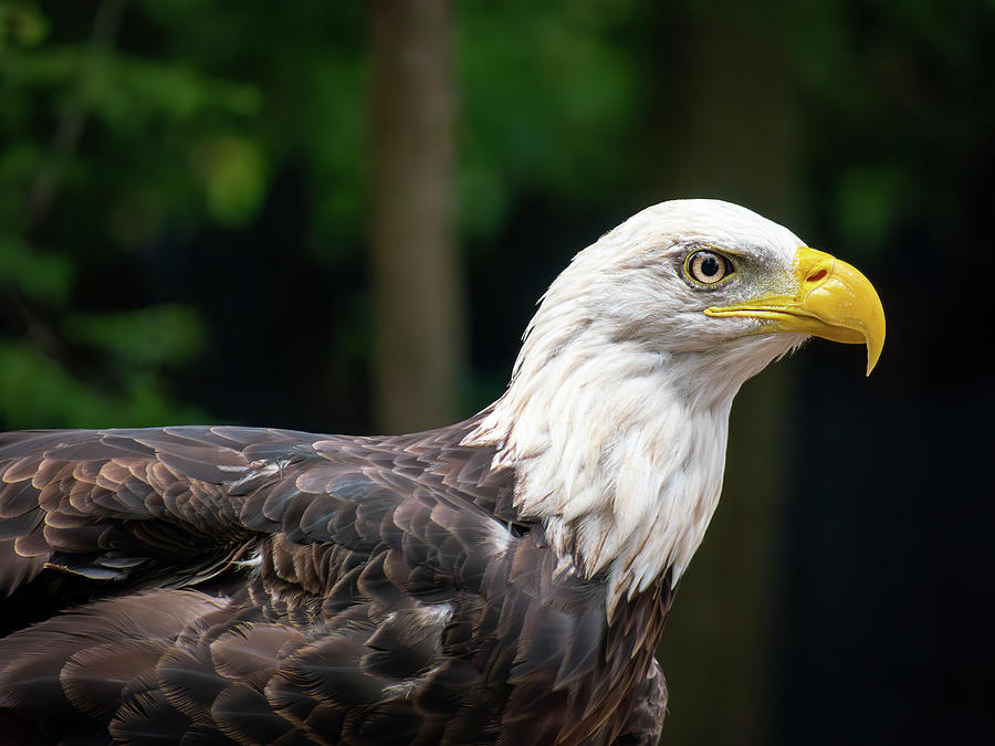 A Bald Eagle Portrait Photograph by Rachel Morrison