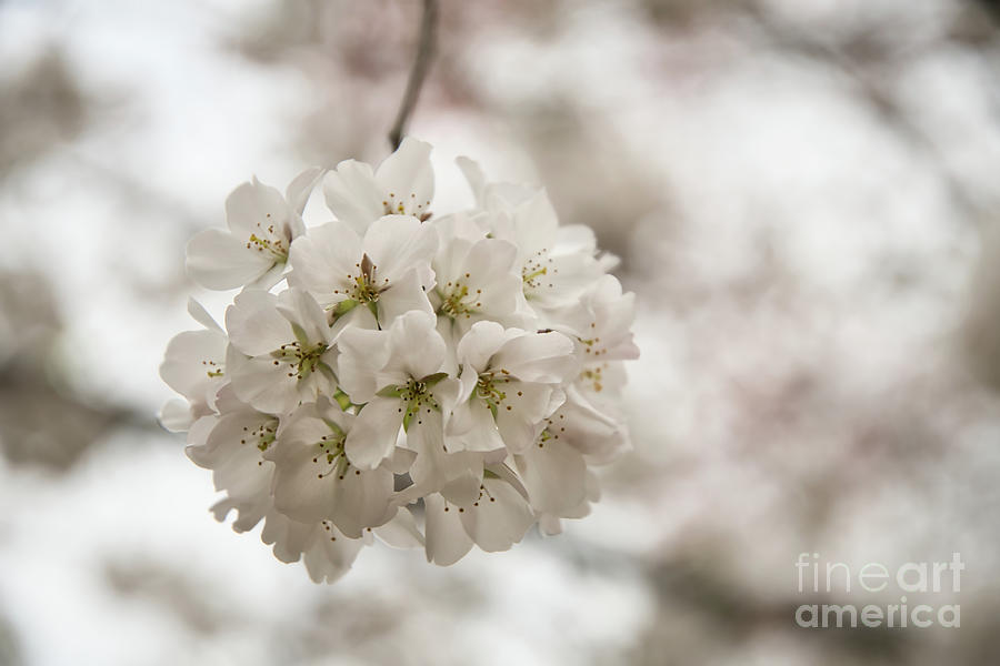 A Ball of Blossoms Photograph by Amy Dundon